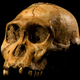 Cráneo y piezas dentales de un Australopithecus Sediba. Foto: Wikimedia Commons.